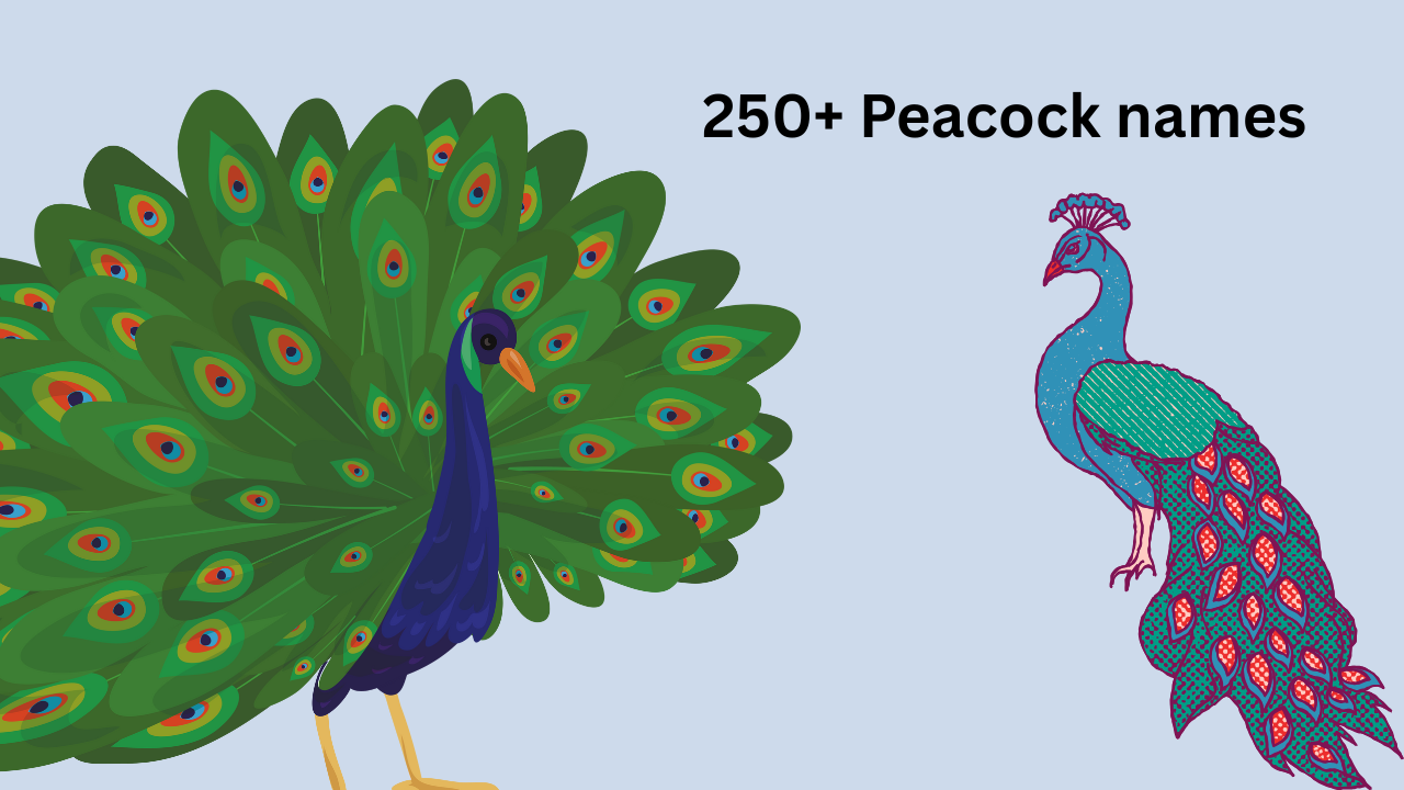 250 Peacock Names With Meaning Elegant Unique Ideas 