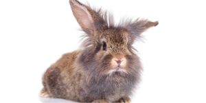 Lionhead Rabbit Names