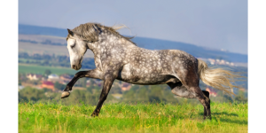 Grey horse names