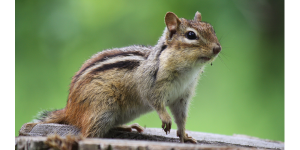 Chipmunk Names