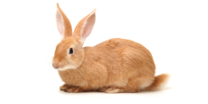 Brown Rabbit Names