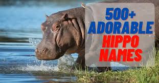 Funny Names for Hippos
