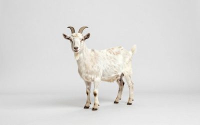 Best Goat Milking Stands for Safe, Easy Milking