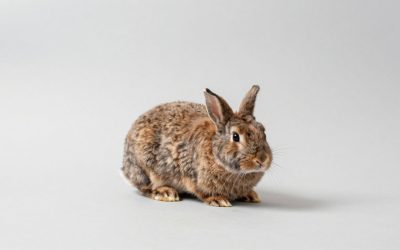 Best Outdoor Rabbit Hutches for Year-Round Use